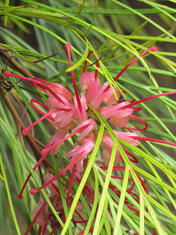 Long John Grevillea