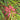 Long John Grevillea