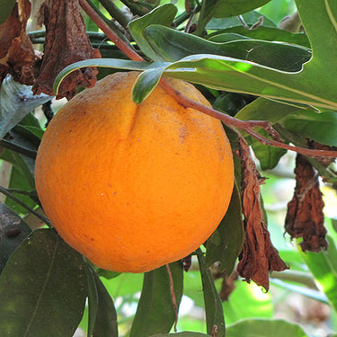 Cara Cara Navel Orange Semi Dwarf