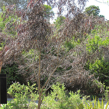 After Dark® Agonis