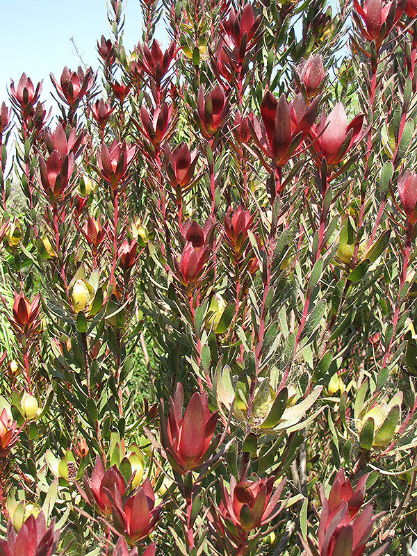 Leucadendron Safari Sunset