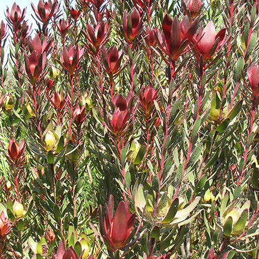 Safari Sunset Conebush