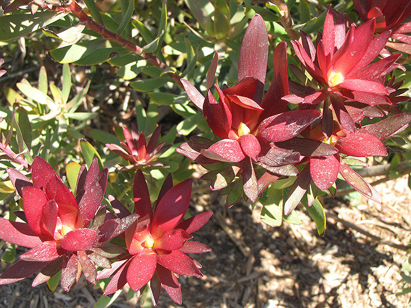 Leucadendron Safari Sunset - Thumbnail 3