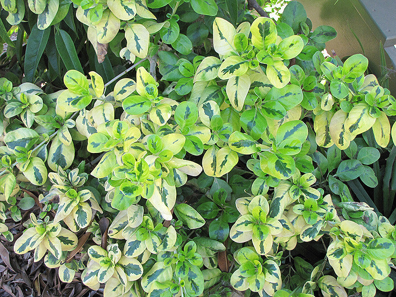 Taupata Gold Coprosma - Thumbnail 2