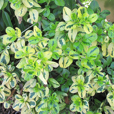 Taupata Gold Coprosma