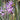 Variegated Society Garlic