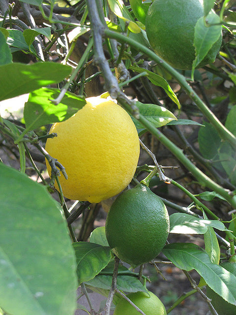 Improved Meyer Lemon Semi Dwarf