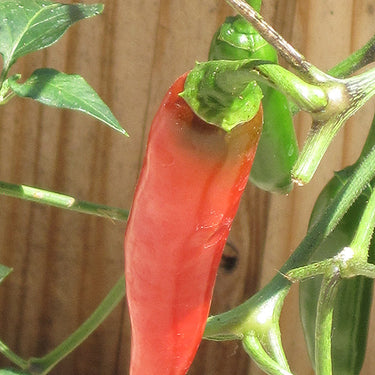 Serrano Hot Pepper