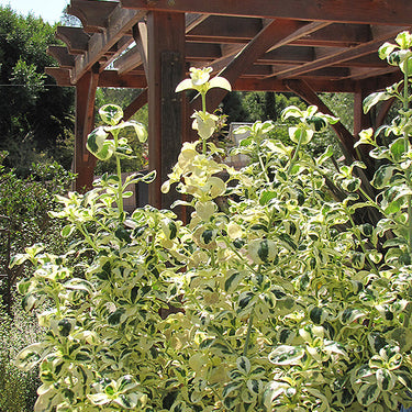 Marble Queen Coprosma