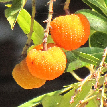 Arbutus Marina Strawberry Tree