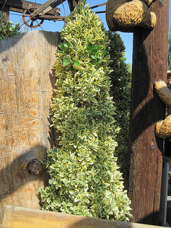 Gold Variegated Japanese Euonymus (topiary form)