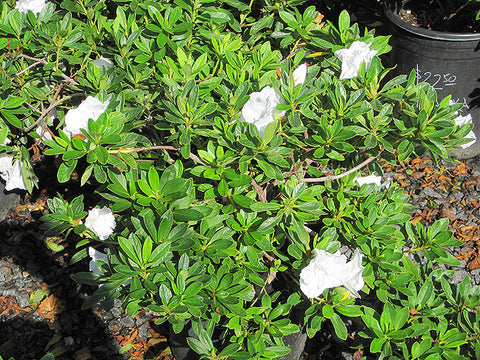 Azalea Alaska White