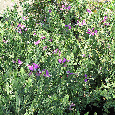 Sweet Pea Shrub