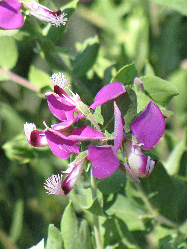 Sweet Pea Shrub
