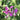 Sweet Pea Shrub