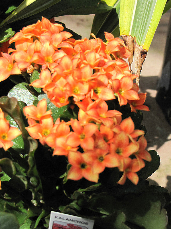 Kalanchoe - Thumbnail 2