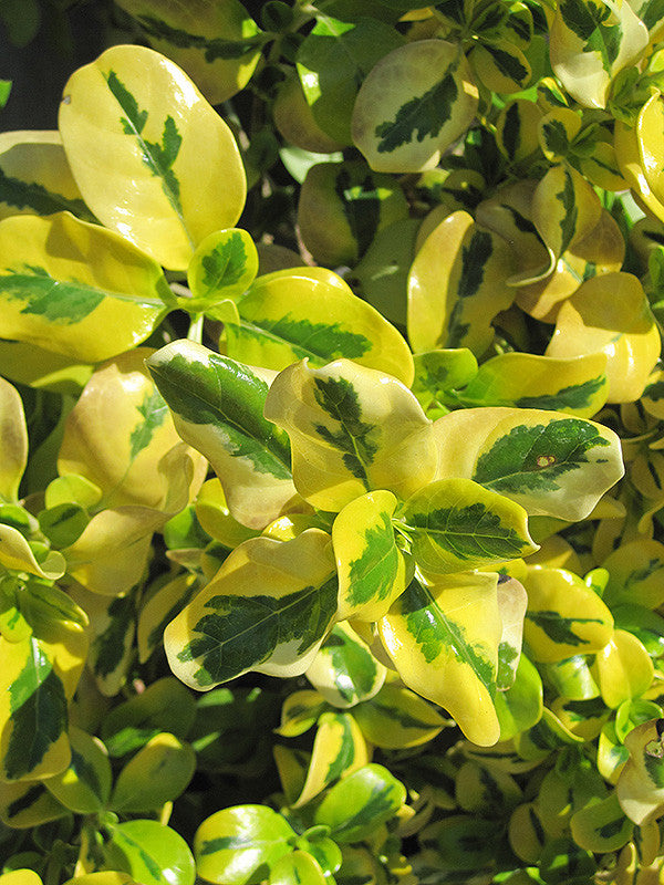 Taupata Gold Coprosma