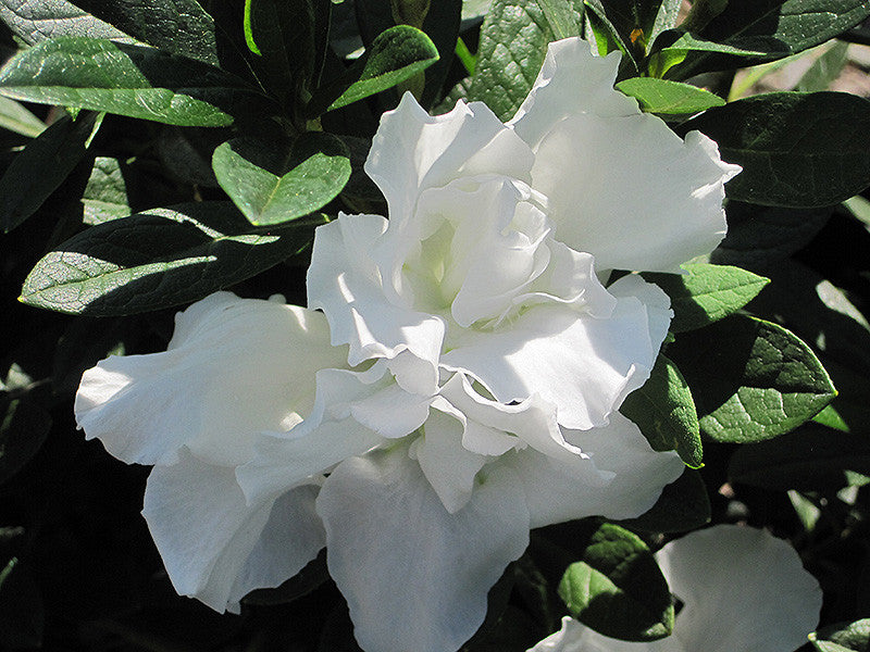 Azalea Alaska White – Armstrong Garden Centers