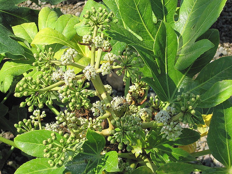 Japanese Fatsia - Thumbnail 3
