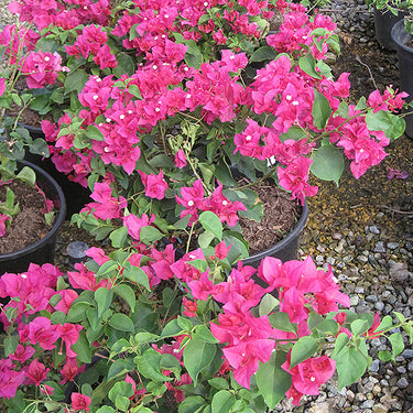 Bougainvillea La Jolla