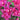 Bougainvillea La Jolla