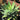 Ray of Light Fox Tail Agave