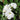 White Bower Vine