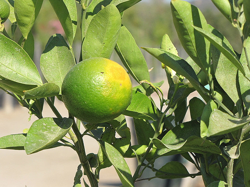 Minneola Tangelo Semi Dwarf - Thumbnail 2