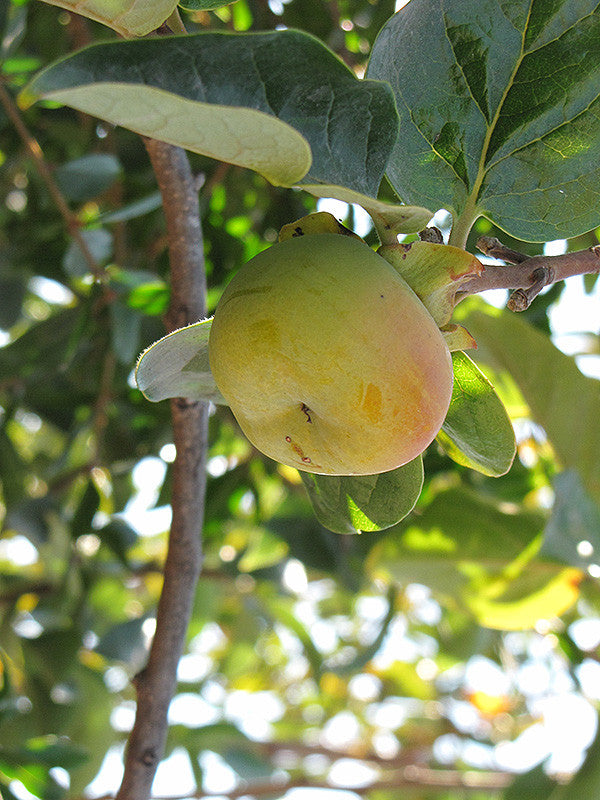 Fuyu Japanese Persimmon - Thumbnail 2