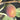 Black Jack Fig