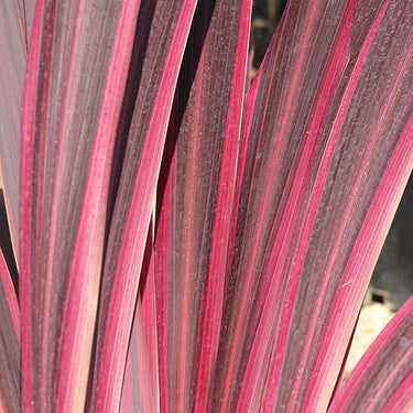 Electric Pink Cordyline