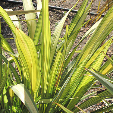 Yellow Wave New Zealand Flax