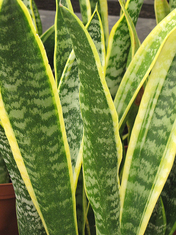 Striped Snake Plant Laurentii
