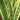 Striped Snake Plant