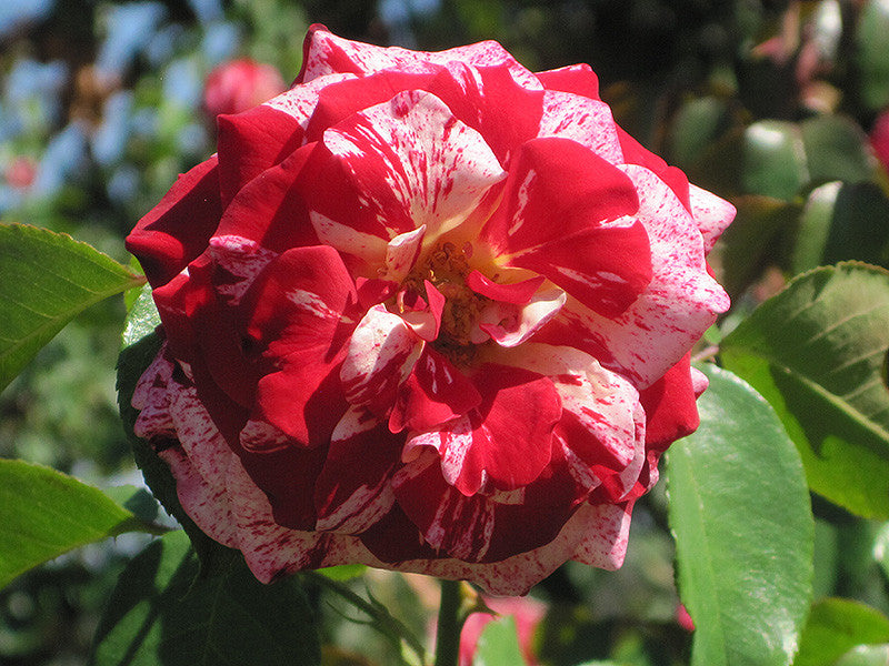 Rock And Roll Rose – Armstrong Garden Centers