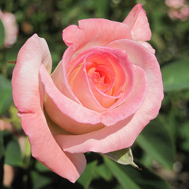 Secret Rose