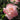 Secret Rose