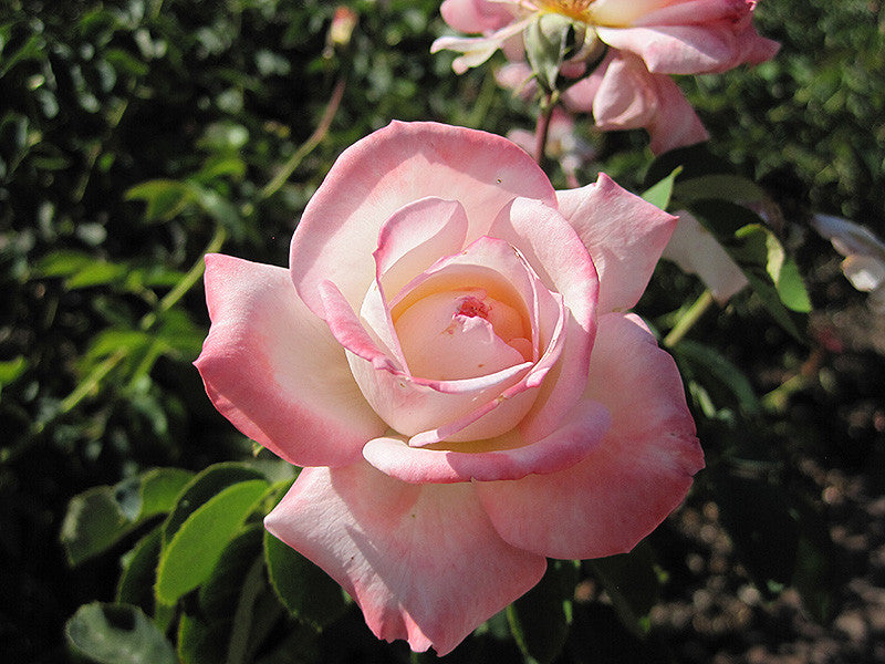 High Center Roses Secret Rose – Armstrong Garden Centers