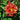 Cinco de Mayo Rose