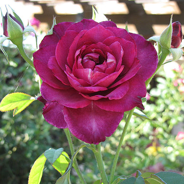 Intrigue Rose