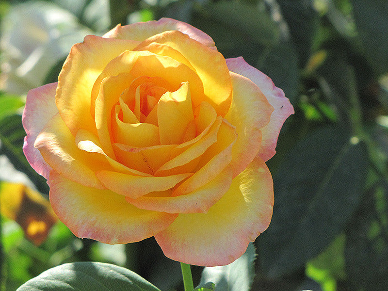 Gold Medal Rose