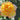 Gold Medal Rose
