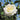 Honor Rose