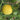 Garden Peach Tomato