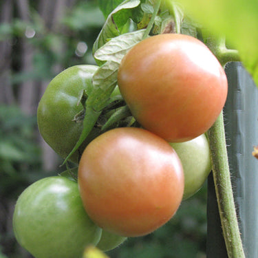 Better Boy Tomato