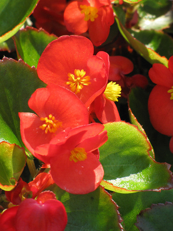 専用　Begonia ４点同梱　速達便発送 専用❣️Begonia 4点同梱速達便発送 楽天市場】スベゴニアの通販