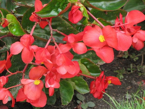 Dragon Wing Red Begonia