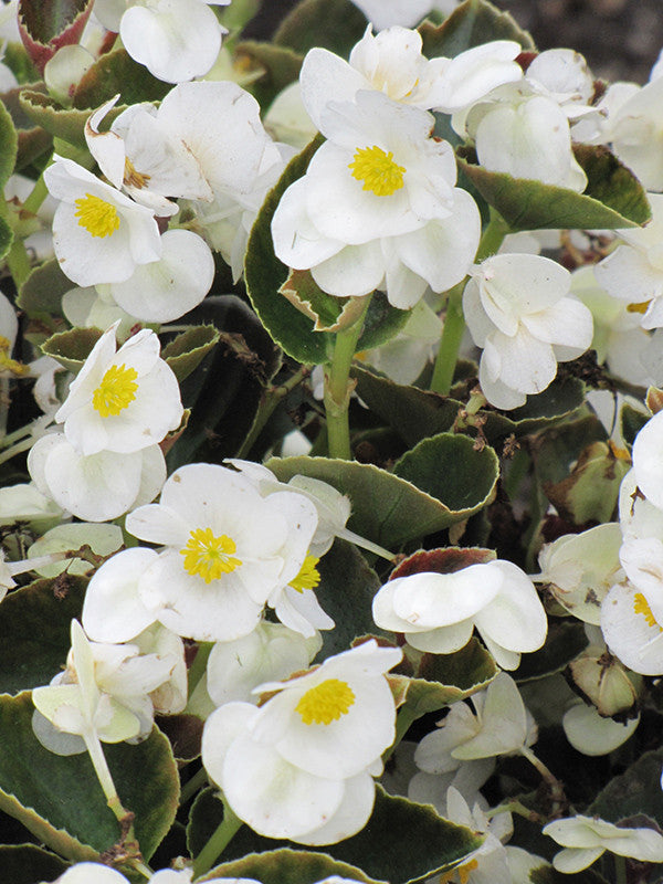 Begonia - Colorpack – Armstrong Garden Centers