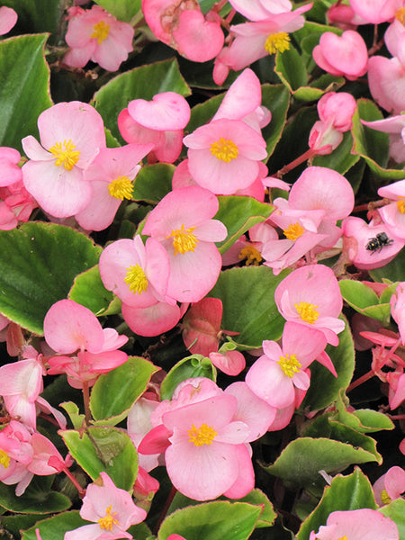 Begonia hyb.【KLG2305-HalbNah007】 Begonia - Colorpack – Armstrong Garden Centers