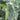 Avalanche Snow Pea